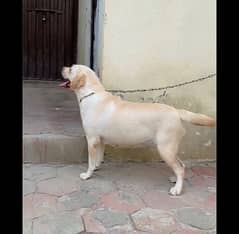 Labrador Pedigree Female