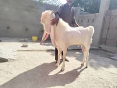 Gulabi pure breeder 0