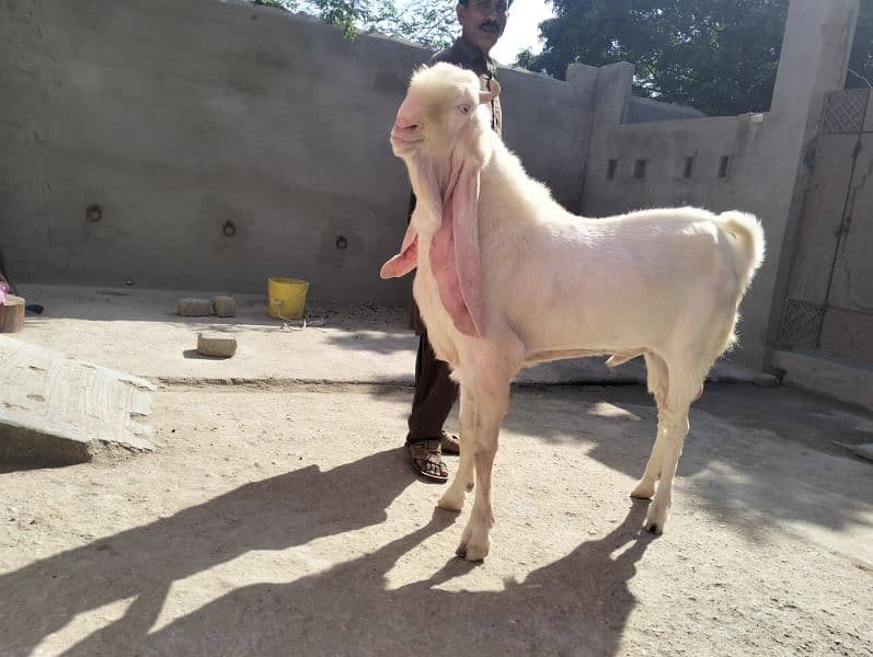 Gulabi pure breeder 1