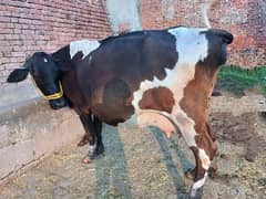 Imported Female Cow (07 Month Pregnant)