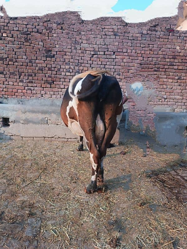 Imported Female Cow (07 Month Pregnant) 1