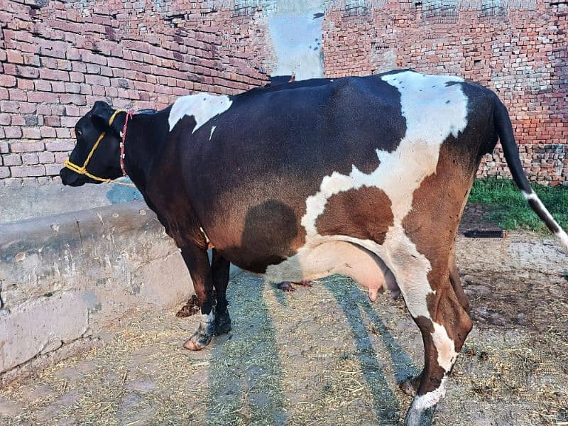 Imported Female Cow (07 Month Pregnant) 2