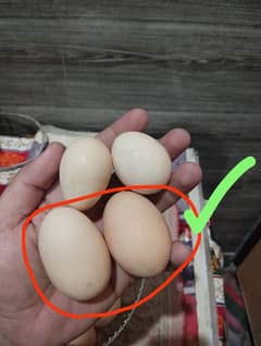 Desi Eggs big size for market