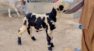 dumba or Bakra Available