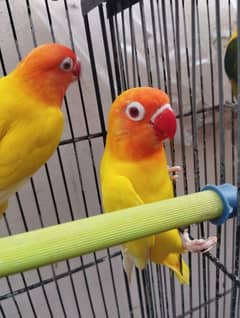 love bird lotino parsnata redeyes breeder nd bounded pair price 4350