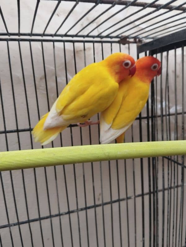 love bird lotino parsnata redeyes breeder nd bounded pair price 4350 2