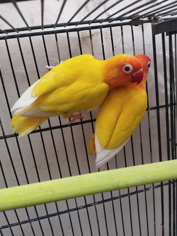 love bird lotino parsnata redeyes breeder nd bounded pair price 4350 4