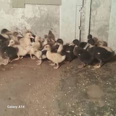 Duck Chicks