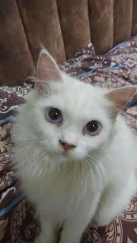 Persian odd eyes male cat 1