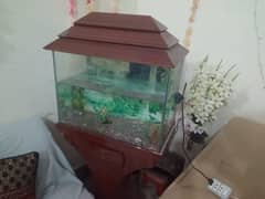 fish aquarium