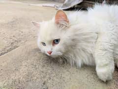 Persian cat Blue eyes