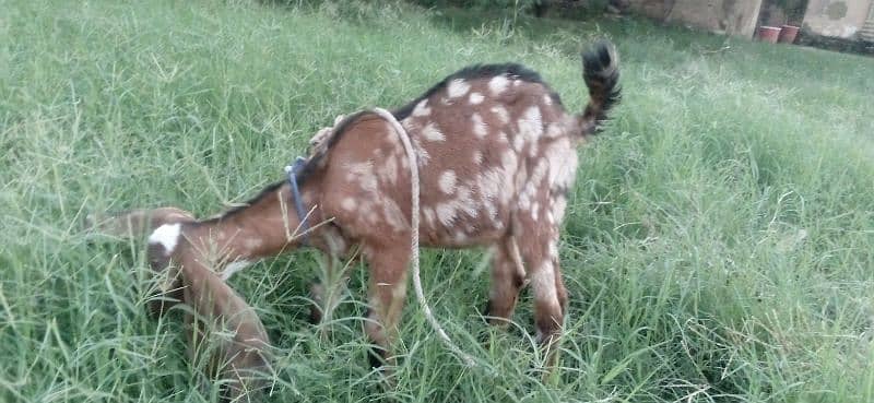 rajanpuri male 1