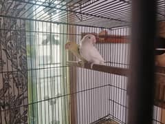 Albino Red Eyes x Parblue Split Ino Love Bird