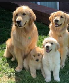 golden retriever puppies 03429703700