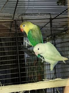 parrots urgent for sale 0