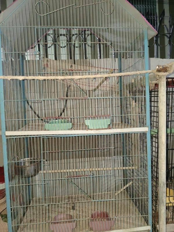 birds cage 3