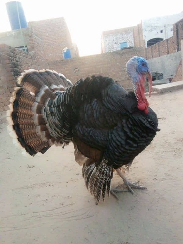 male turkey 0