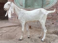 Rajan puri white bakri for sale 03052593845