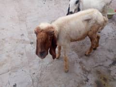 4 dant pure Desi sheep urgent sale dood bhi dyti ha 0