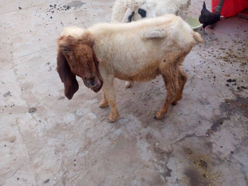 4 dant pure Desi sheep urgent sale dood bhi dyti ha 1