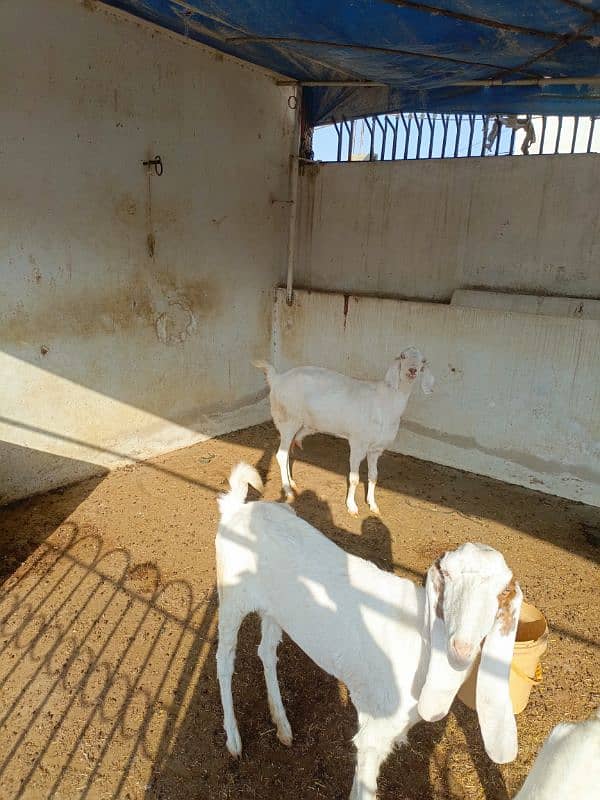 Female goats 2