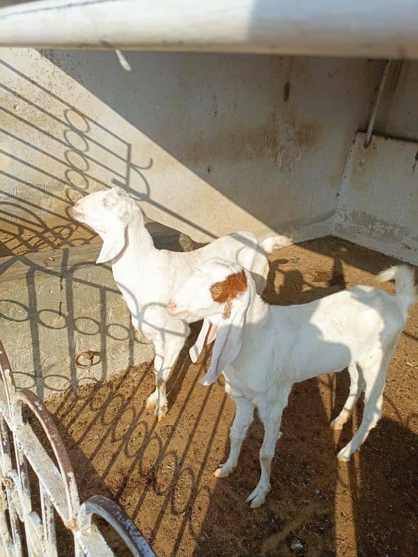 Female goats 4