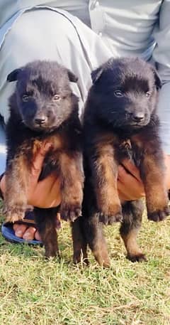 German shepherd puppies / puppy / GSD pup / german shepherd