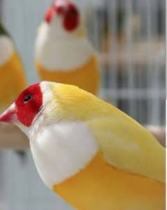 Lady Gouldian Lutino under Size Breeding Pair