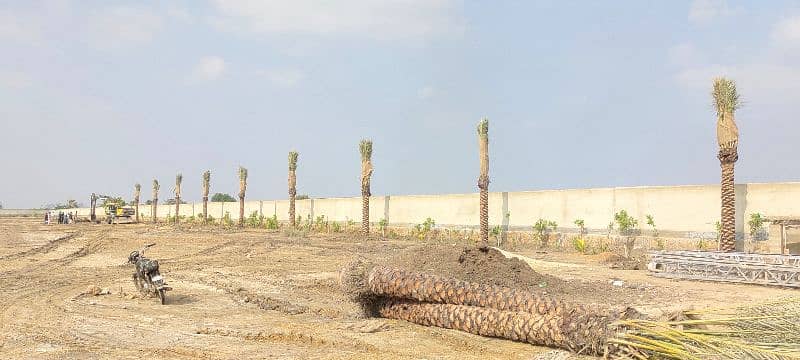 Date Palm Tree 8