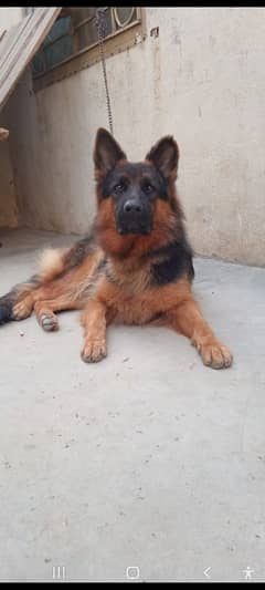 german shyped long coat breeder female for sale 0