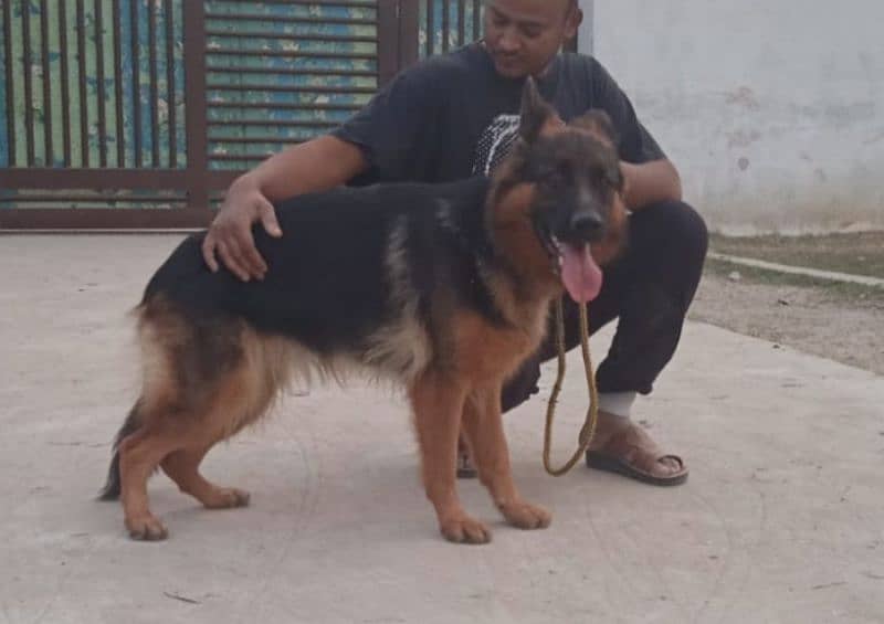 german shyped long coat breeder female for sale 1