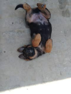 German shepherd dog for sale 0321/720/1763