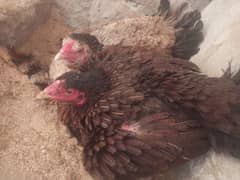 Aseel Mianwali / mushki kruk and eggs lying hens for sale