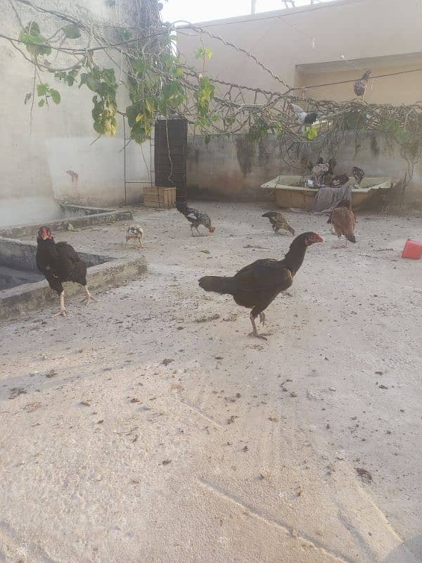 Aseel Mianwali / mushki kruk and eggs lying hens for sale 2