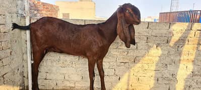 Pure Nagra Betal Bakri