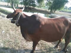 Cow sahiwal nasal pure 0