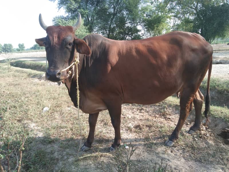 Cow sahiwal nasal pure 2