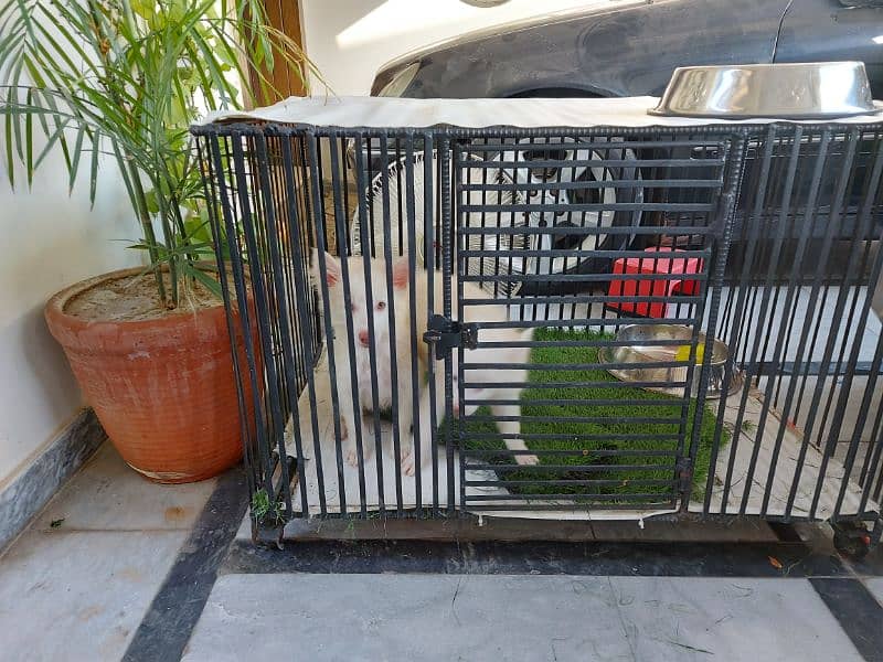 Pet Cage 2