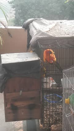 Sunconure Pair for Sale