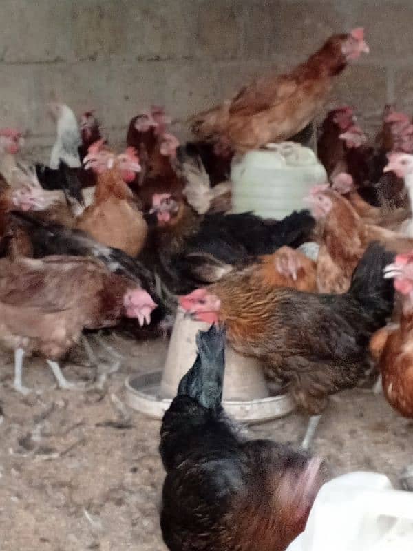 Eggs laying Hens 2