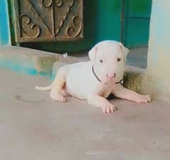 bully gultair female for sale 2 mahine