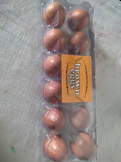 Lohambrown Eggs Available