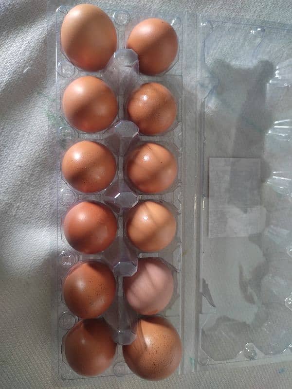 Lohambrown Eggs Available 1