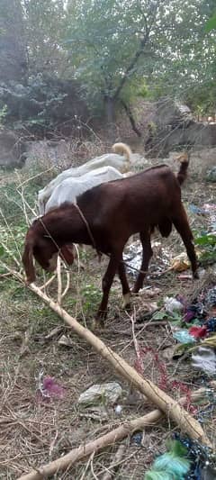 bakri or bakre for sale