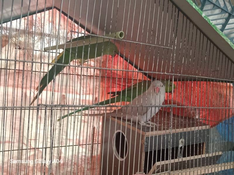 Green conure, ring neck , Love Birds diff breads 7