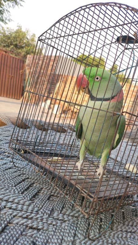 raw parrot 2