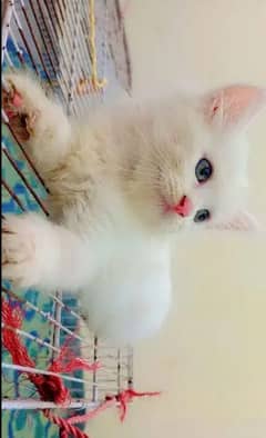 Persian baby cat 2 month