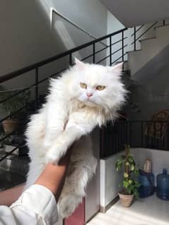 Persian cat triple coat