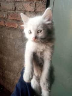 Persian Cat for Sale 6000 1 month ki hai