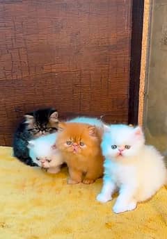 Persian cat for sale female male my WhatsApp 03292138556